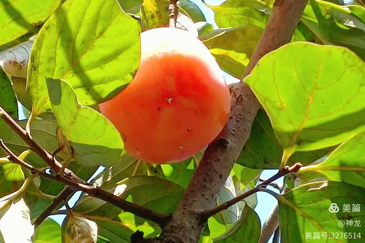 (玉团儿.调笑令)庭院柿子红